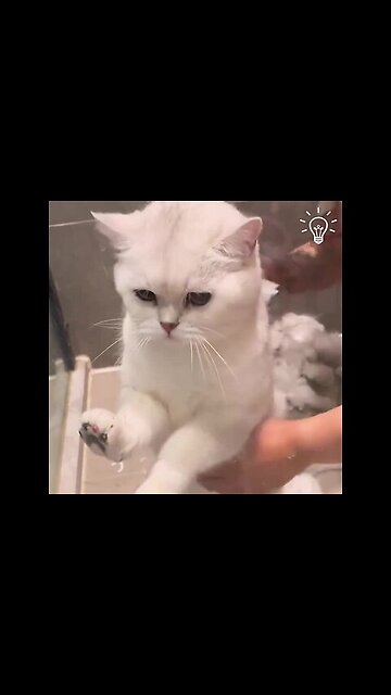 Spa day for kitty! 😻