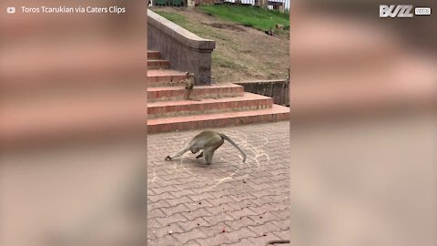 Un singe fou tourne en rond en dessinant des cercles