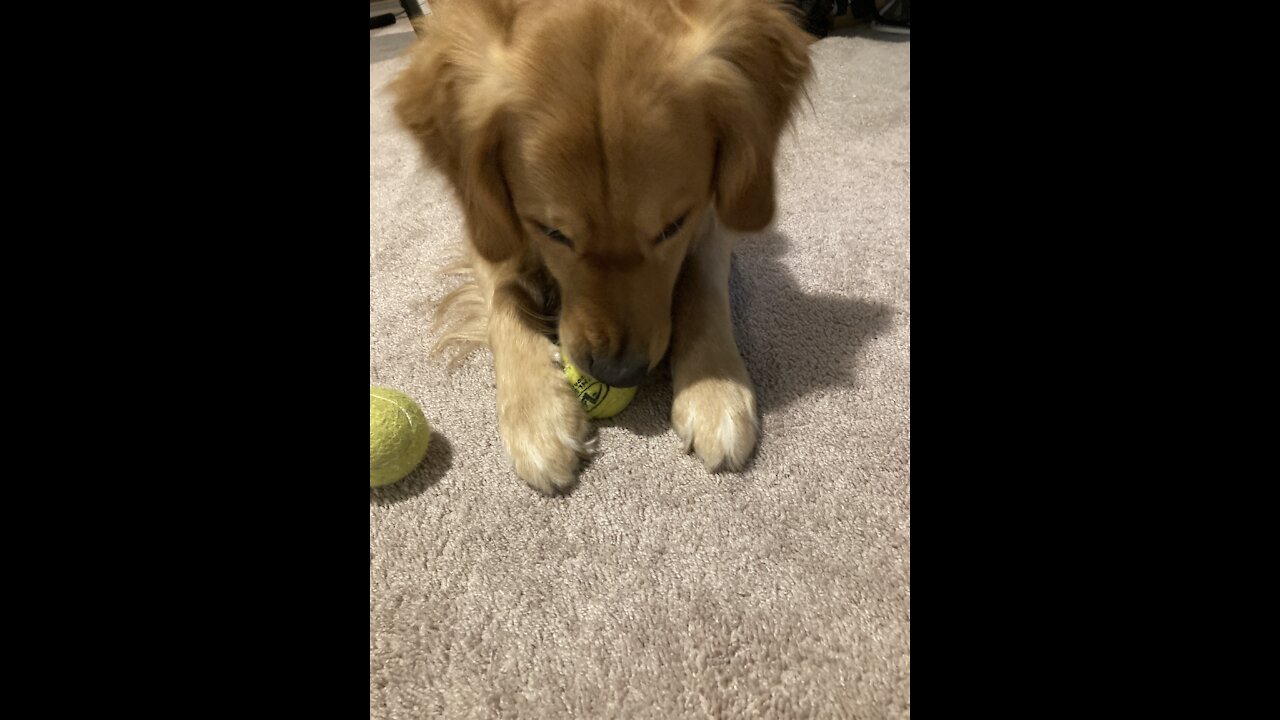 Golden Retriever loves tennis balls