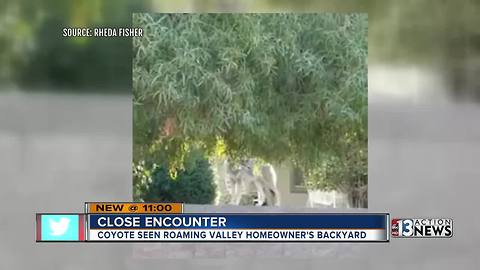 Coyote seen roaming Henderson couple's backyard
