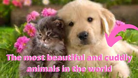 The most beautiful and cuddly animals in the world