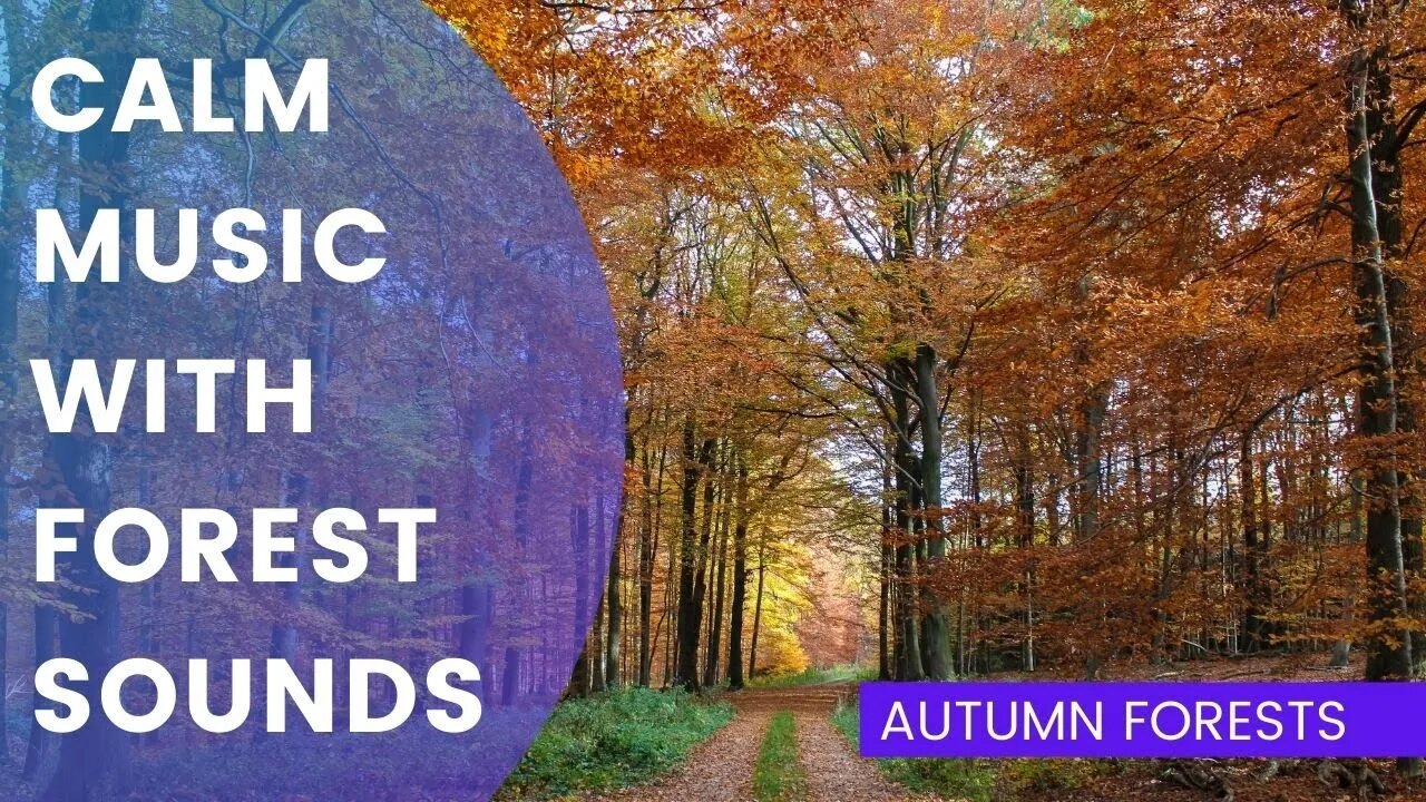 Calm Music With Autumn Forest Ambience | Beautiful Fall Forest