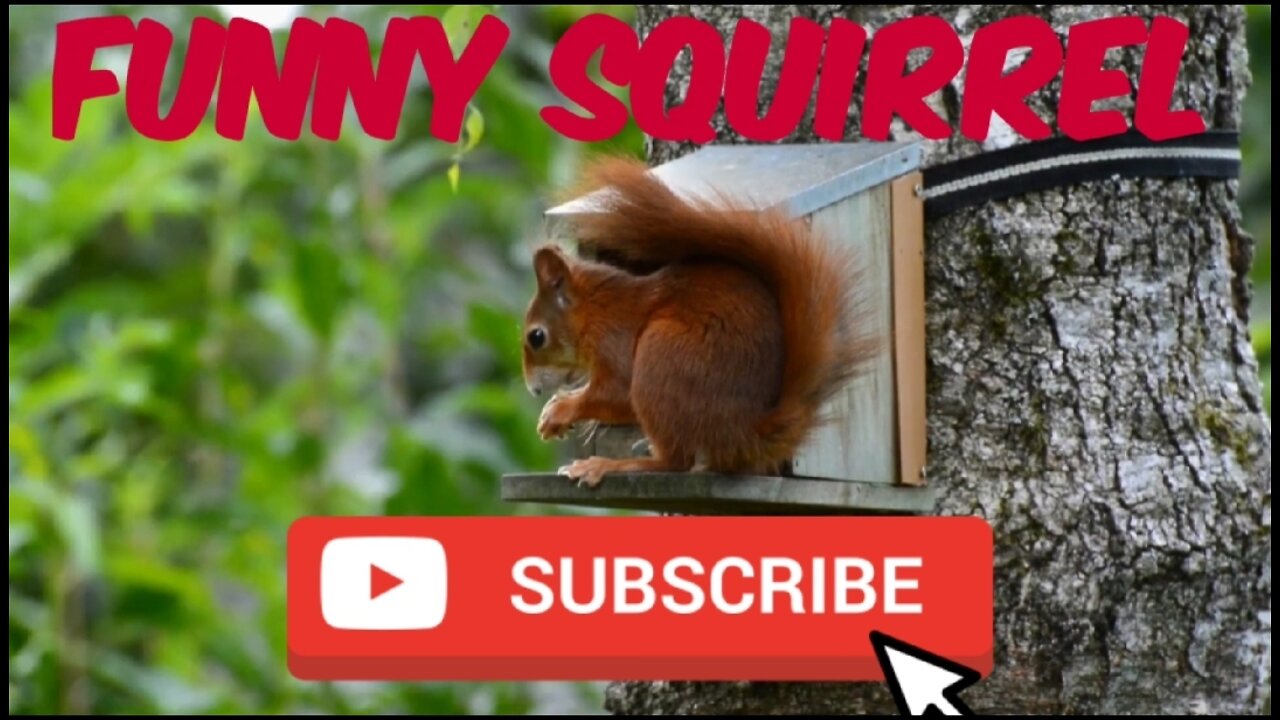 Funny Squirrel