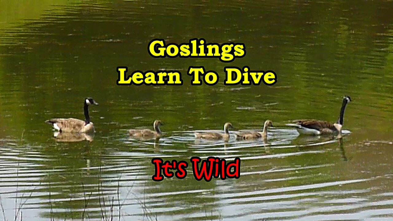 Goslings Learning To Dive