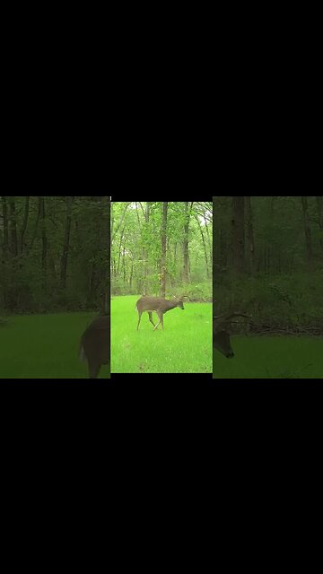 Home Range and Core Areas for Whitetails #deer #deerhunting #hunting #biology #shorts