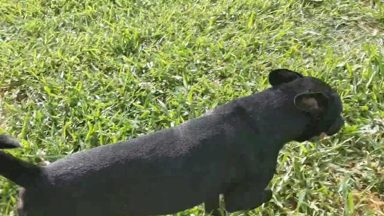🌧️ Still realing from losing a member of our Pack. ☔