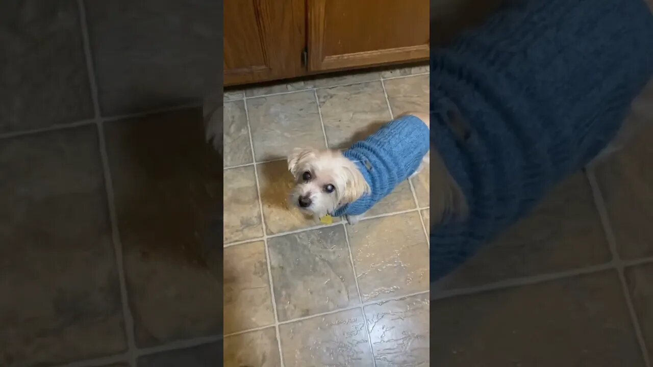 Maggie dog loves blueberries. Who knew?