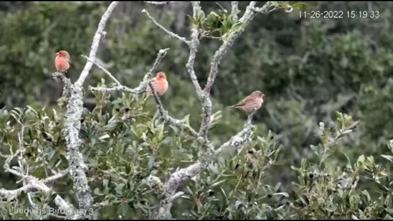 House Finches Swayin' In The Breeze 🐦11/26/22 15:17