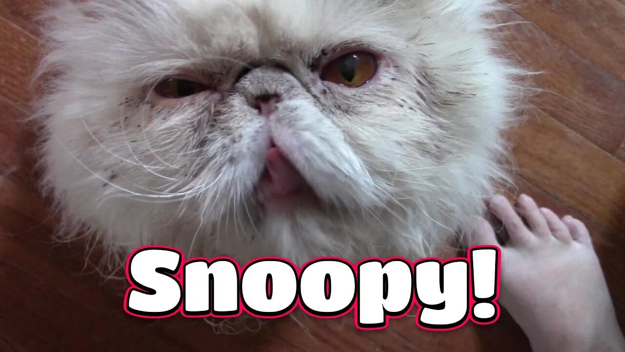 Meet My Persian Cat Snoopy! 😻