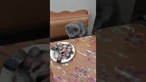 #shorts Смешные Коты Из Тик Тока 145 Funny Cats From Tiktok