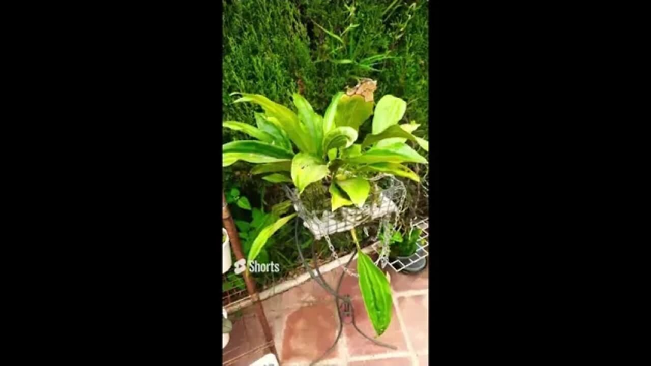 😱 I'm scared!! 😱🌱 #ninjaorchids #stanhopeaassidensis #shorts