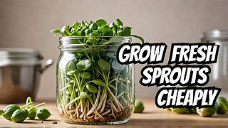 Grow Fresh Sprouts at Home for Just Pennies A Day!