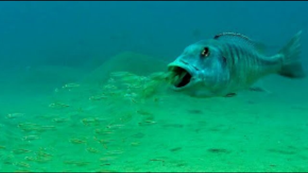 Mouthbrooding Fish - Curious Creatures