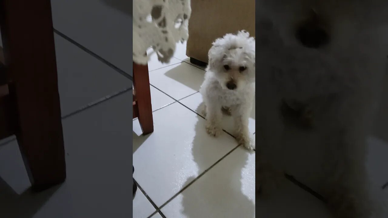 Poodle cute, muito fofo fazendo graça 😍🐩