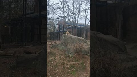 lion at lansing zoo