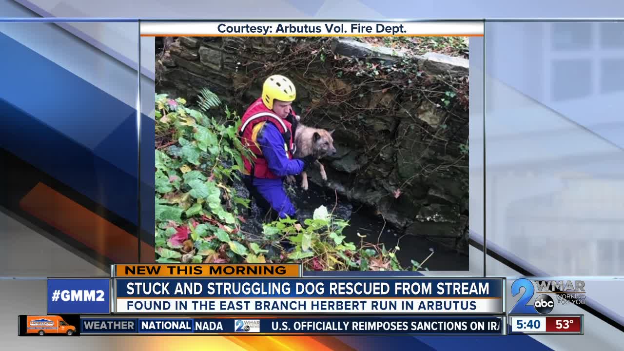 Dog rescued in stream in Arbutus