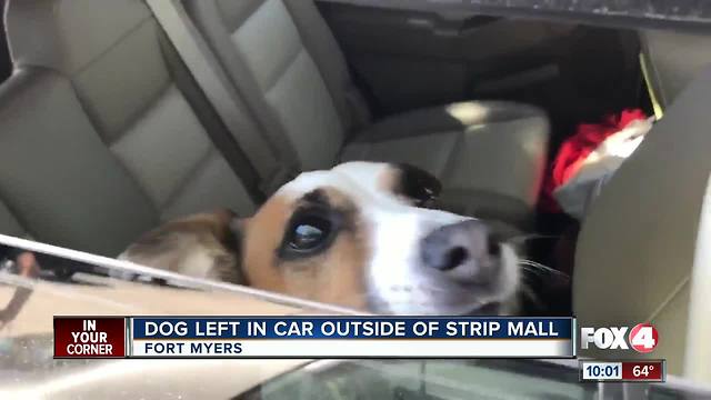 Dog found left inside a hot car at a Ft. Myers shopping center