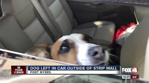 Dog found left inside a hot car at a Ft. Myers shopping center