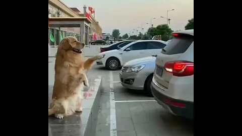 Dog parking sensor