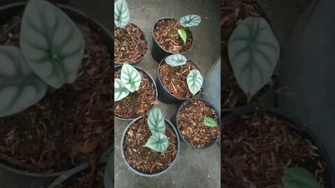 anakan ..Tanaman Hias Keladi Serawak Kelady Silver Caladium Rataporappang