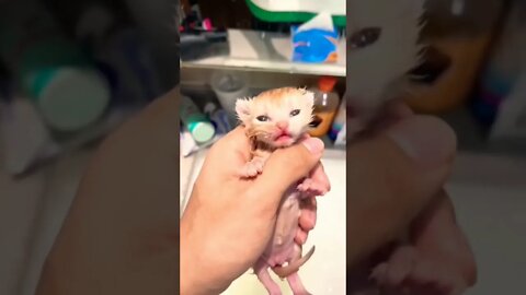 Cute baby cat crying#shorts #shorts #animals