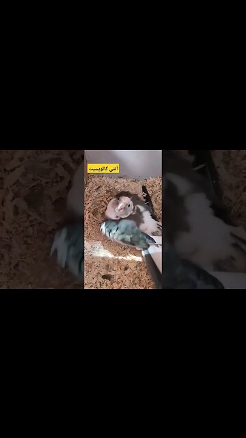 أنثى كالوبسيت لاتينو كيوت روعة