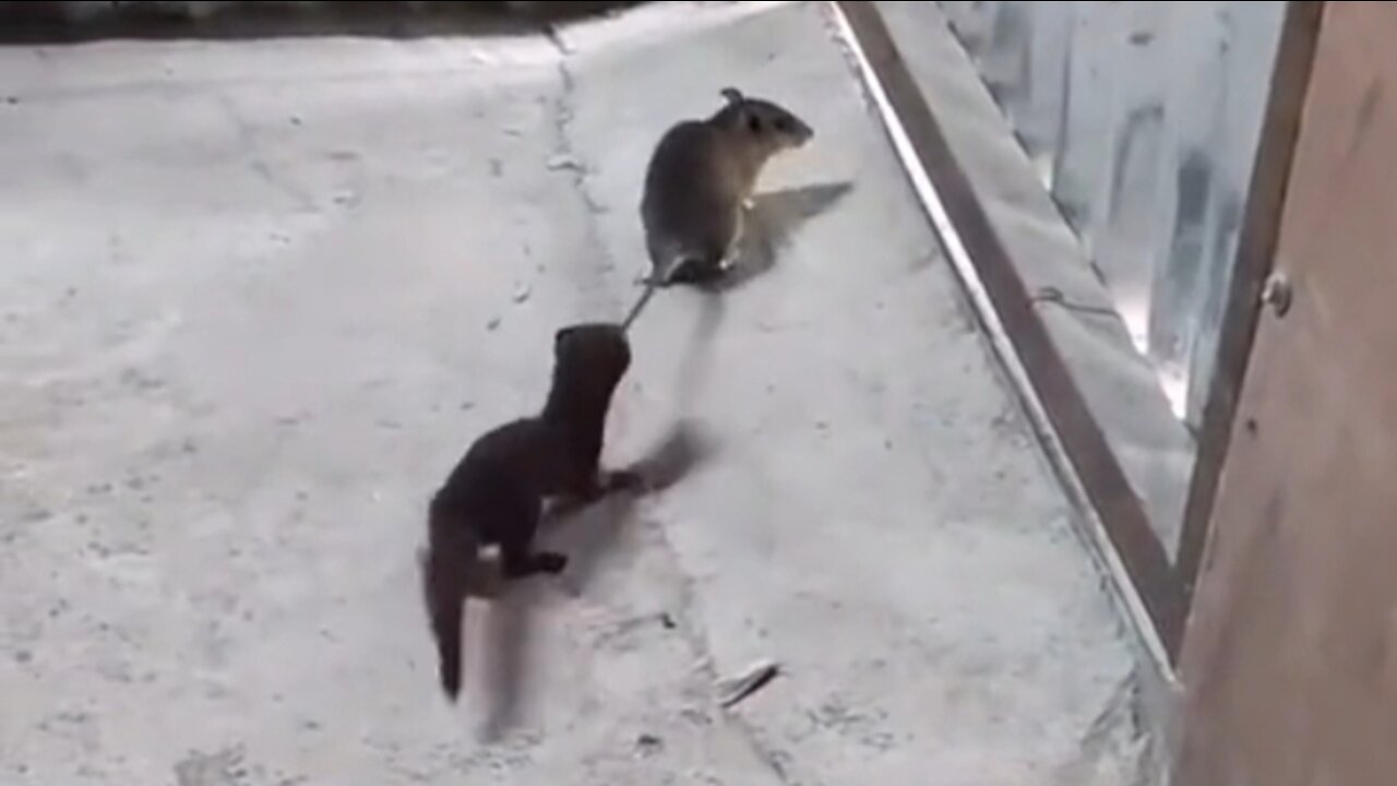 Rats Can't Escape | Because the squirrel bites its tail