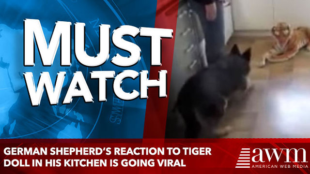 German Shepherd’s Reaction To Tiger Doll In His Kitchen Is Sending The Internet Into Stitches