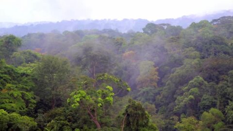 Relaxing Music To The Mist Over The Jungle