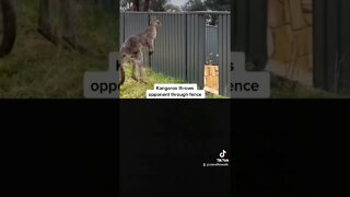 Kangaroo Fight