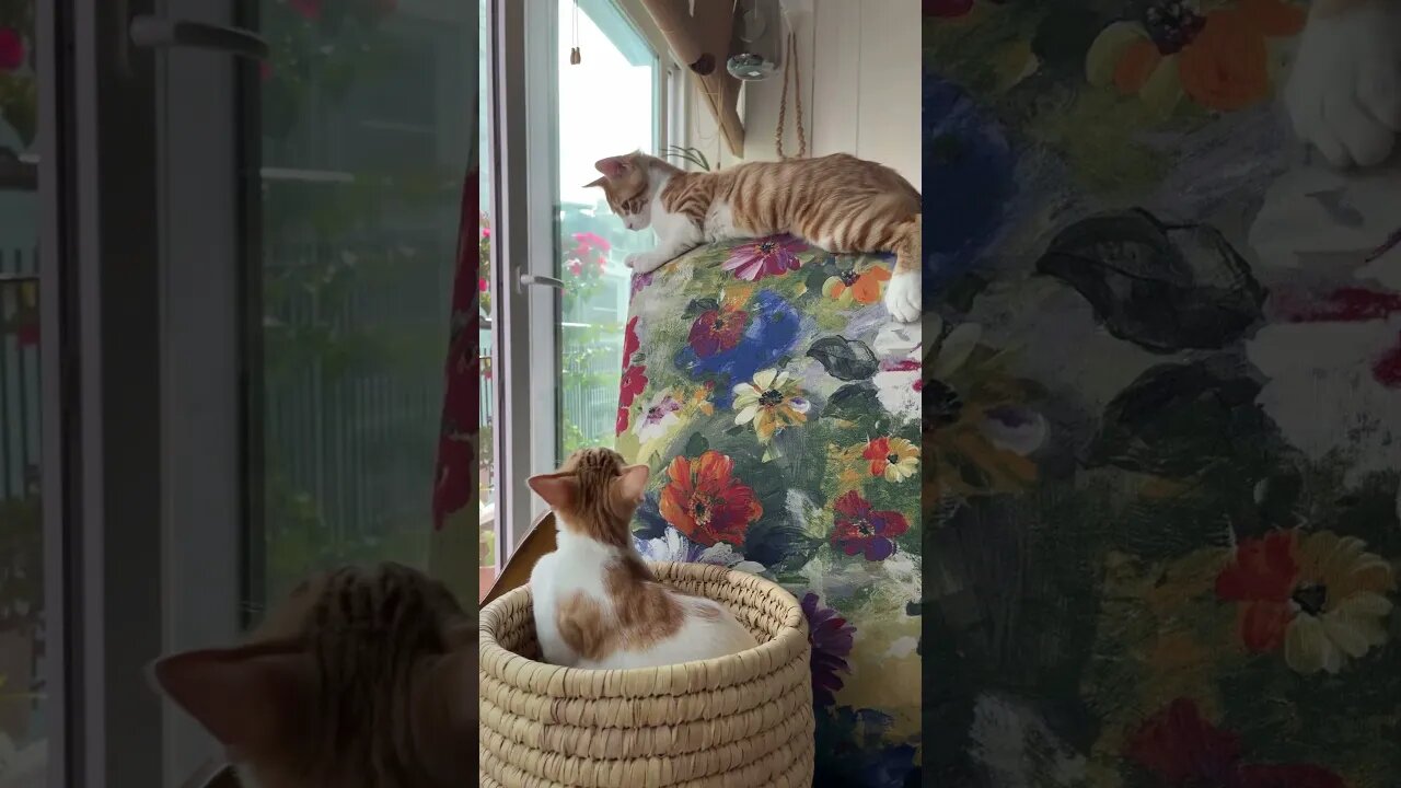 The most lovely kittens 😻😻😻 #funnykittens