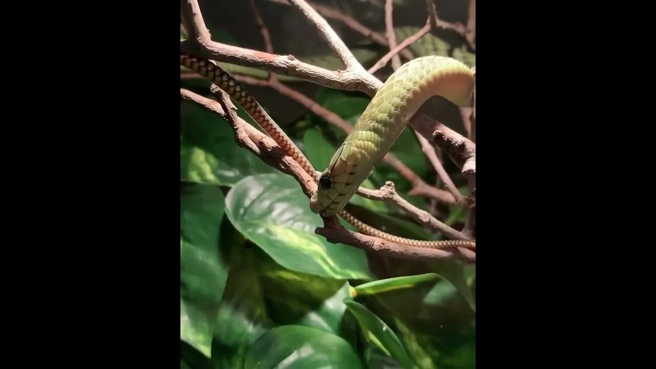 😳😱Top Dangerous snake ❤️ |🐍🐍 Snake nature WhatsApp Status | amazing nature video #shorts(2)