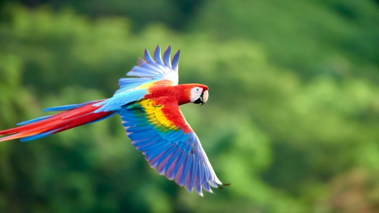 Panoramic View of The Top 10 Most Beautiful Birds in the Universe