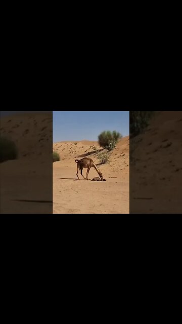 A newborn baby camel weighs an average of about 36 kg (called average weight and 45 kg)...