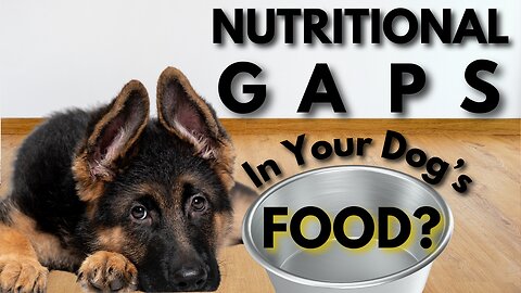 Are There NUTRITIONAL GAPS in Your Dog’s food???