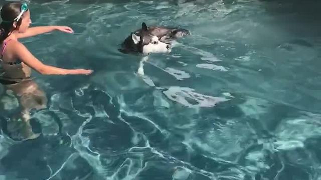 Husky goes for quick dip in swimming pool