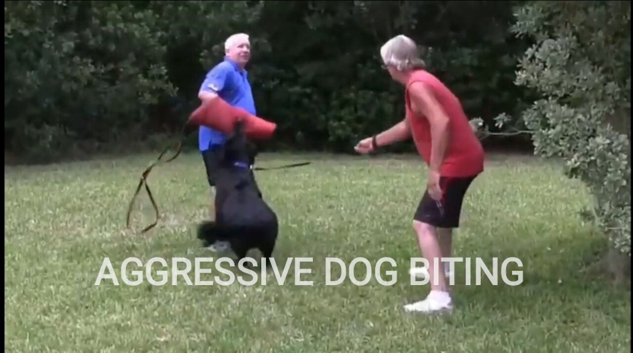 How to make dogs aggressive instantly