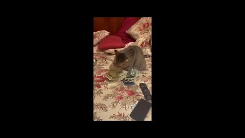 Money Cat