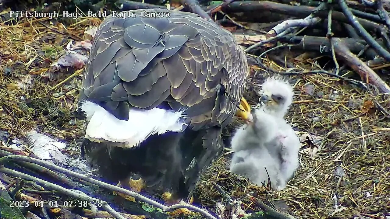 Hays Eagles Dad Feeds H19 H20 Closeup 4123 737am