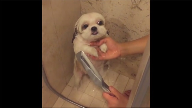 Dog's shower routine is too cute for words