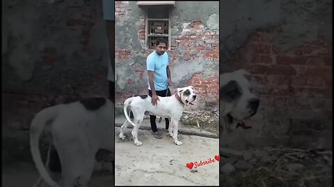 Dangerous Bully Dog