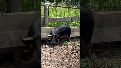 Cooling Off The Piggies!