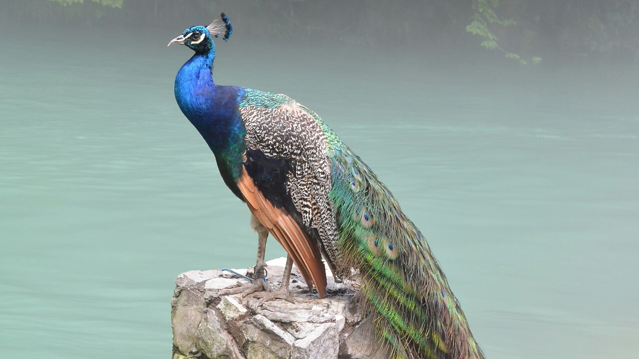 Peacocks are dancing in the beautiful flowers garden.