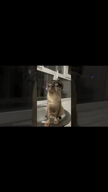 My Cat Funny new Hairstyle 🐈