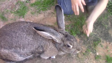 Texas boys Rabbit update...