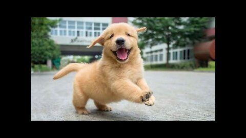 Retrievers are the Cutest! Cute Dogs Video Compilation Funny |