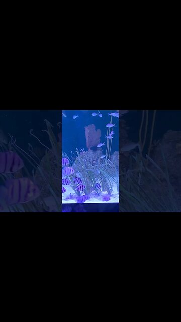 Pineknoll shores aquarium