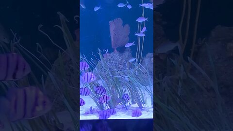 Pineknoll shores aquarium