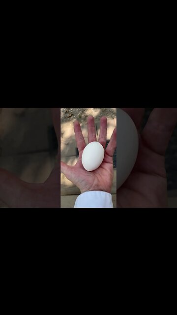 Big ol white #egg #chicken