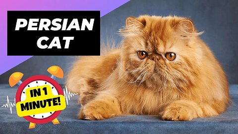 Persian Cat - In 1 Minute! 🐱 One Of The Most Expensive Cats In The World | 1 Minute Animals